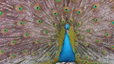 Erkek tavus kuşuna yaklaş