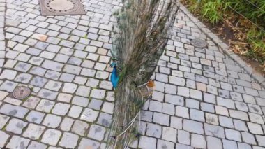 Erkek tavus kuşuna yaklaş