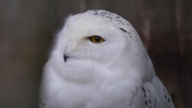 Kar baykuşunu kapatın.