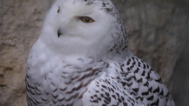 Kar baykuşunu kapatın.