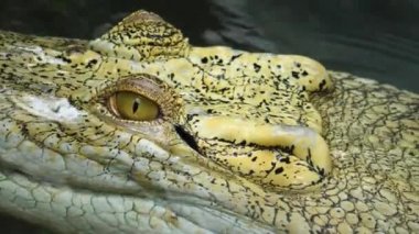 Albino timsah başı ve gözüne yakın çekim yap..