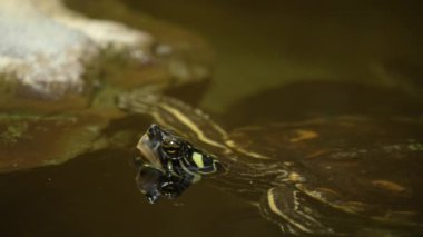 Yüzeyde kafası olan su kaplumbağası..