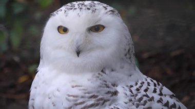 Kar baykuşunu kapatın.