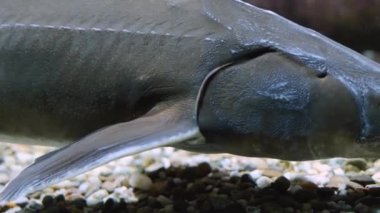 Yerdeki mersin balıklarına yaklaş.