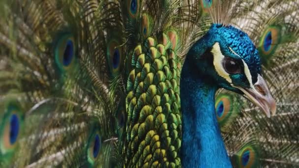 Gros plan de paon mâle