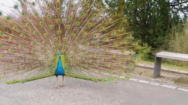 Gros plan de paon mâle