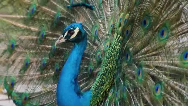 Close Male Peacock — Stock Video