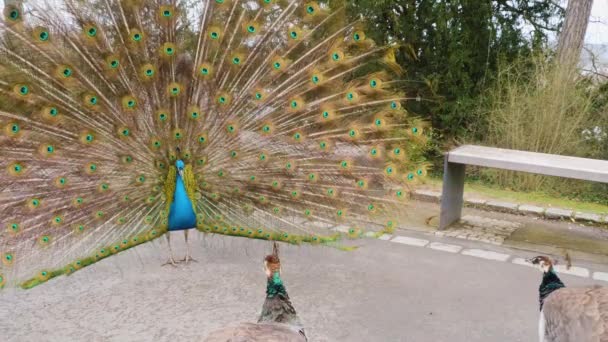 Primer Plano Del Pavo Real Macho — Vídeos de Stock