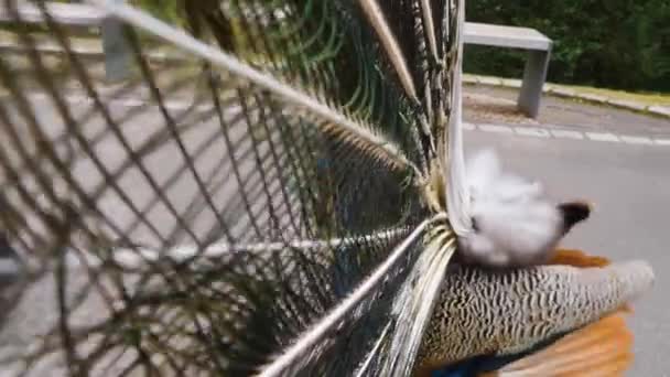 Gros plan de paon mâle