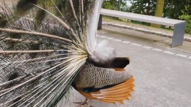 Gros plan de paon mâle