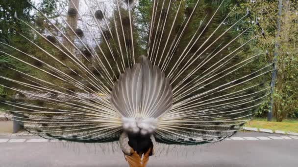 Close Male Peacock — Stock Video