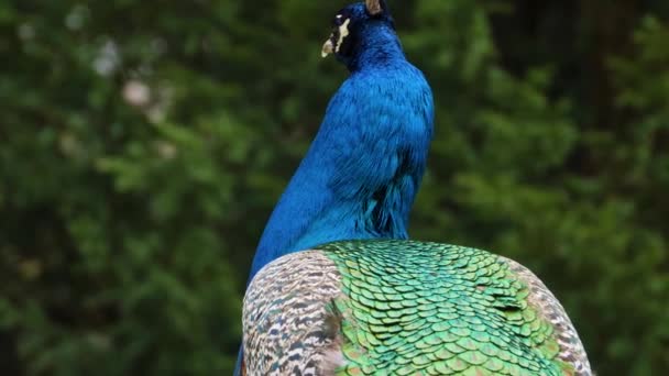 Close Male Peacock — Stock Video