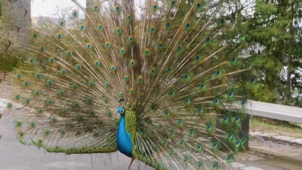 Gros plan de paon mâle