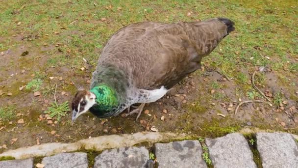 Close Male Peacock — Stock Video