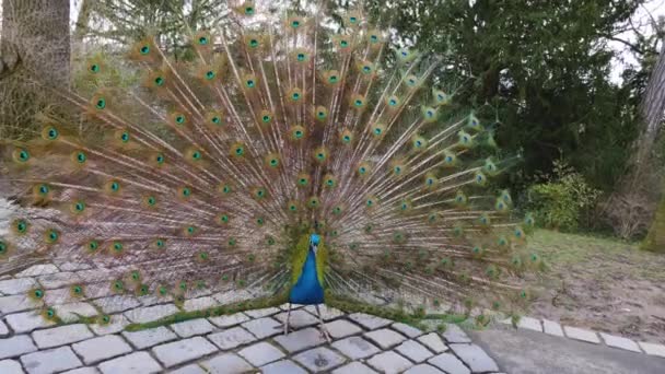 Gros plan de paon mâle