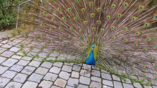 Dekat Dengan Burung Merak Jantan — Stok Video