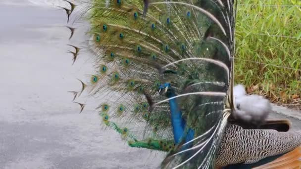 Close Male Peacock — Stock Video