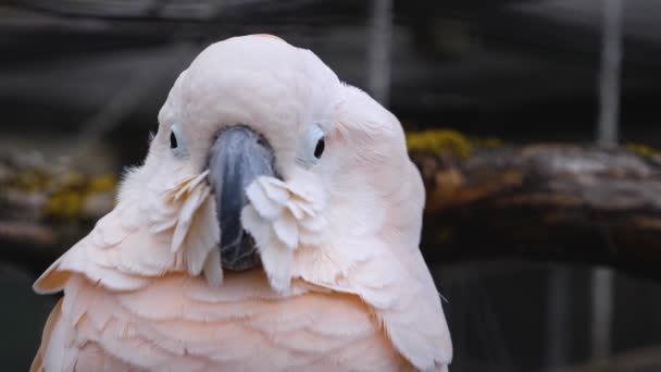 Close White Cockatoo — Stock Video