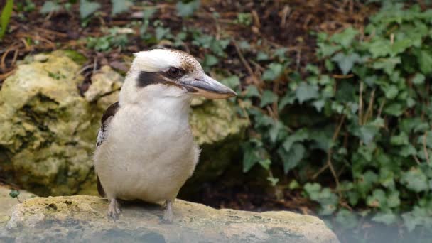 Zbliżenie Śmiechu Kookaburra Zimorodka — Wideo stockowe