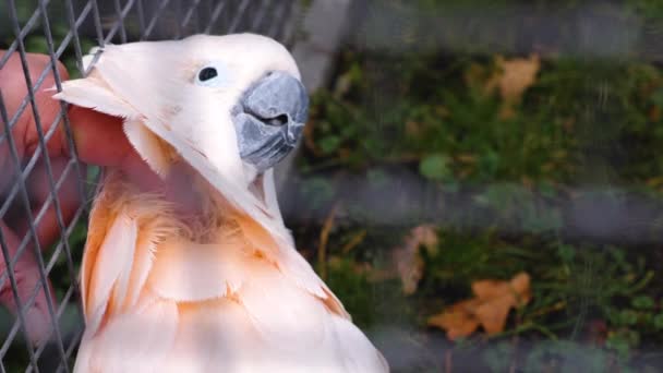 Beyaz Papağana Yaklaş — Stok video