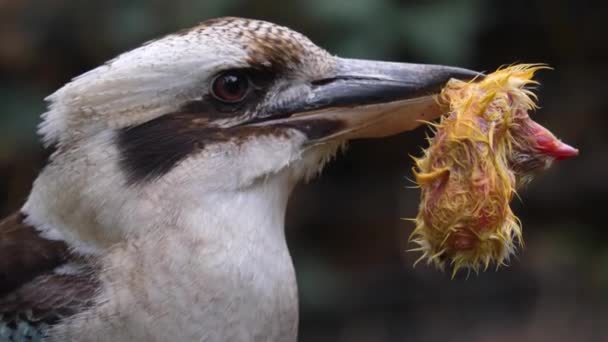 Zbliżenie Śmiechu Kookaburra Zimorodka — Wideo stockowe