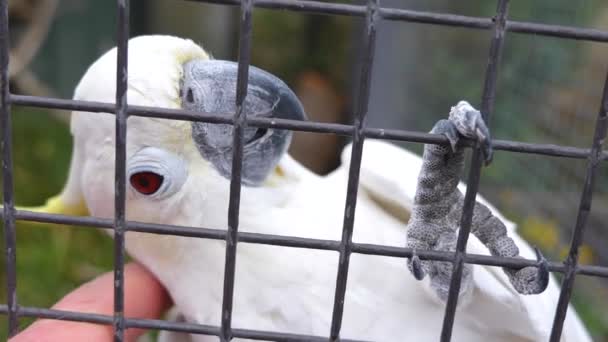 Close White Cockatoo — Stock Video