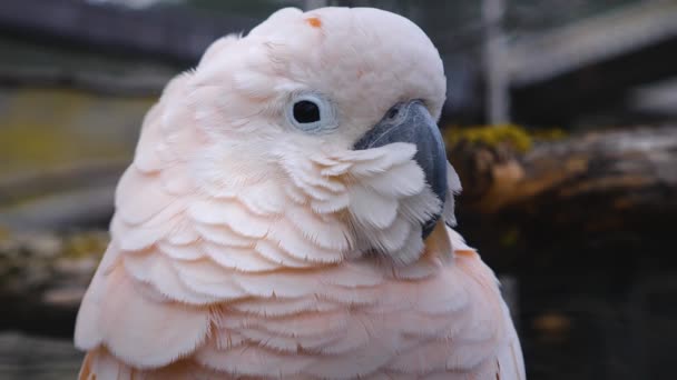 Primer Plano Cacatúa Blanca — Vídeos de Stock