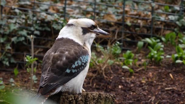 Zbliżenie Śmiechu Kookaburra Zimorodka — Wideo stockowe