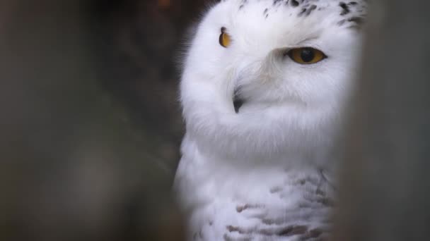 Close Snow Owl — Stock Video