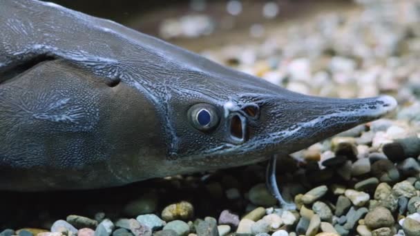 Yerdeki Mersin Balıklarına Yaklaş — Stok video