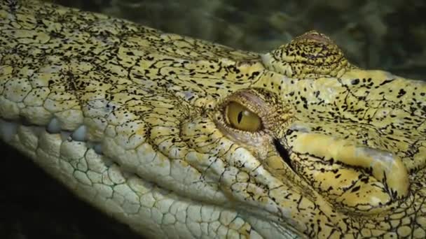 Gros Plan Casserole Tête Crocodile Albinos Gauche Œil Nez — Video