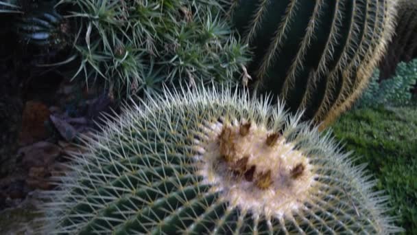 Primo Piano Del Cactus Nel Deserto — Video Stock