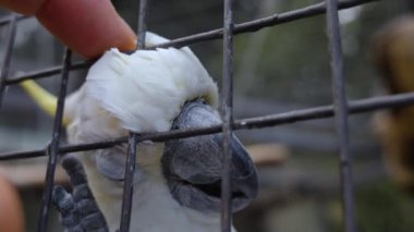 Beyaz papağana yaklaş. 