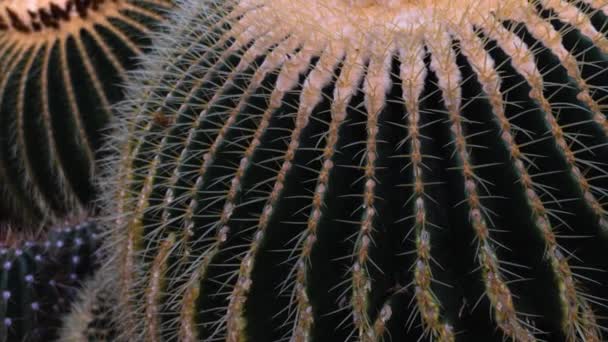 Primo Piano Del Cactus Nel Deserto — Video Stock