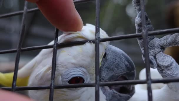 Close White Cockatoo — Stock Video