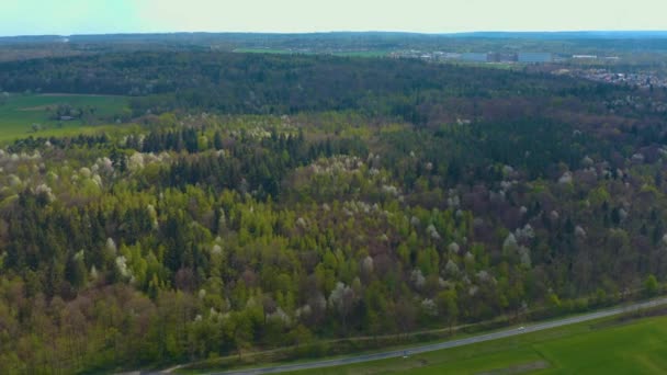 Primavera Bosque Negro Alemania — Vídeo de stock