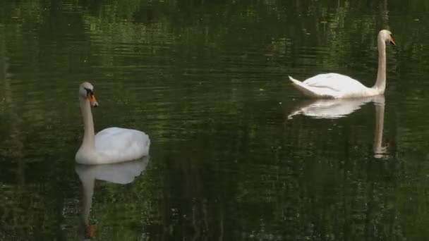 Zwei Schwäne Mit Spiegelungen Auf Einem See — Stockvideo