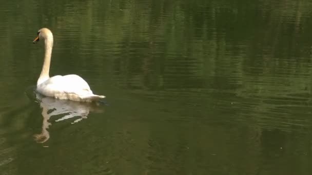 Schwan Schwimmt Mit Spiegelungen Nach Links Weg — Stockvideo