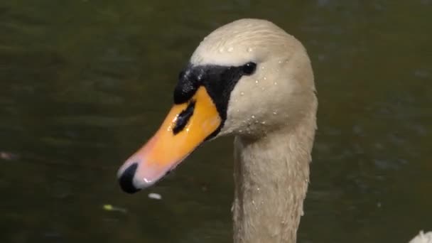 Großaufnahme Vom Schwanenkopf — Stockvideo