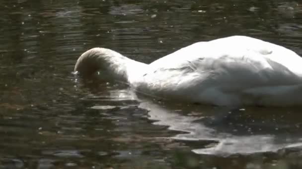 Swan Ponořil Hlavu Hluboko Vody — Stock video