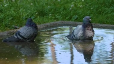 Birbiri ardına banyo yapan iki güvercini kapatın.