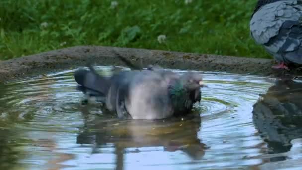 Close Pigeon Bathing Taking Turns — Stock Video