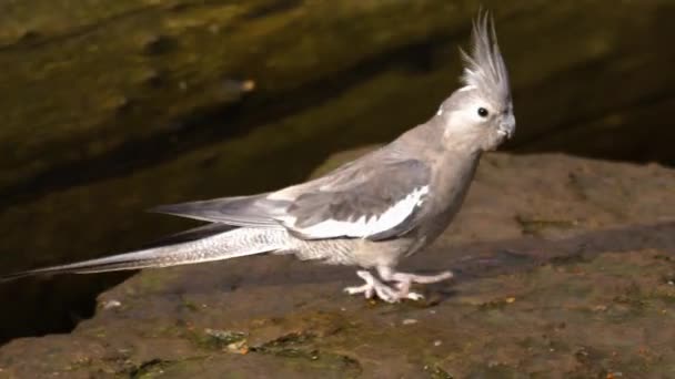 Κοντινό Πλάνο Του Παπαγάλου Cockatiel Περπατώντας Ένα Βράχο Και Πετώντας — Αρχείο Βίντεο
