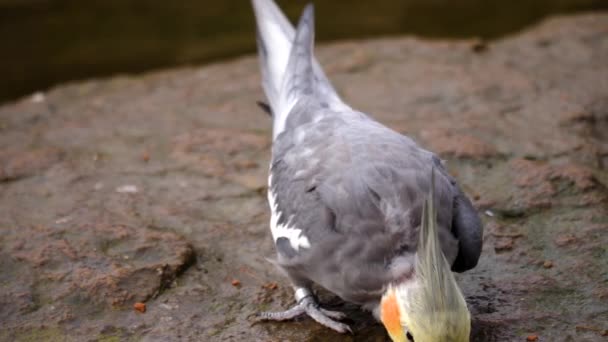 Detailní Záběr Papouška Cockatiela Skále Pohled Kamery — Stock video