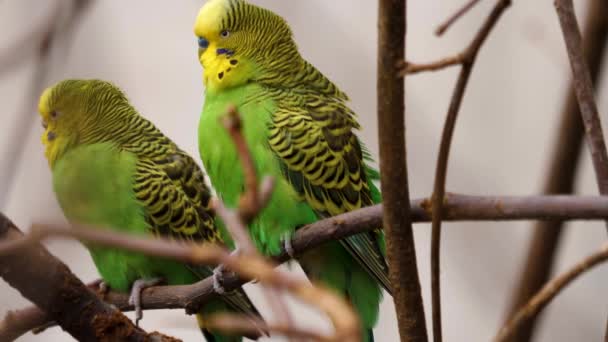 两头绿色的鹦鹉在枝条上交配觅食 — 图库视频影像