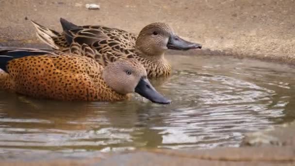 Крупный План Двух Уток Маленькой Ванне Птиц Питьевой Воды — стоковое видео