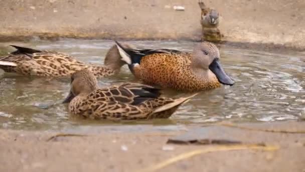 Blisko Trzy Kaczki Małej Kąpieli Ptaków Dwa Gonią Się Nawzajem — Wideo stockowe
