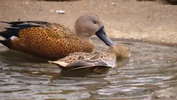 Zbliżenie Dwie Kaczki Małej Kąpieli Ptaka Jeden Jest Zbesztanie Drugiego — Wideo stockowe