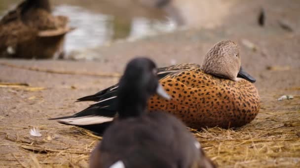 Großaufnahme Einer Ente Sitzen Als Aufzustehen Und Loszugehen — Stockvideo