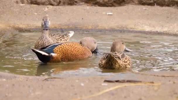 Küçük Bir Kuş Banyosunda Kafalarını Hareket Ettiren Ördeğe Yaklaş — Stok video
